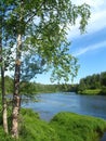 Birch tree on the bank of the river in summer late morning sunny day.